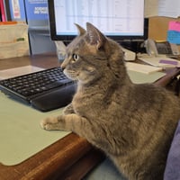 Ilari - AC Kitty! - Photo 2