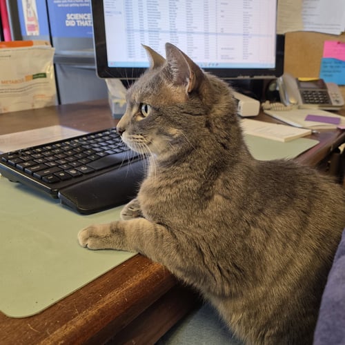 ILARI - AC KITTY! - Domestic Short Hair available for adoption