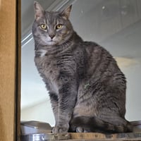 Ilari - AC Kitty! - Photo 4