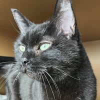 Princess - AC Kitty! - Photo 4