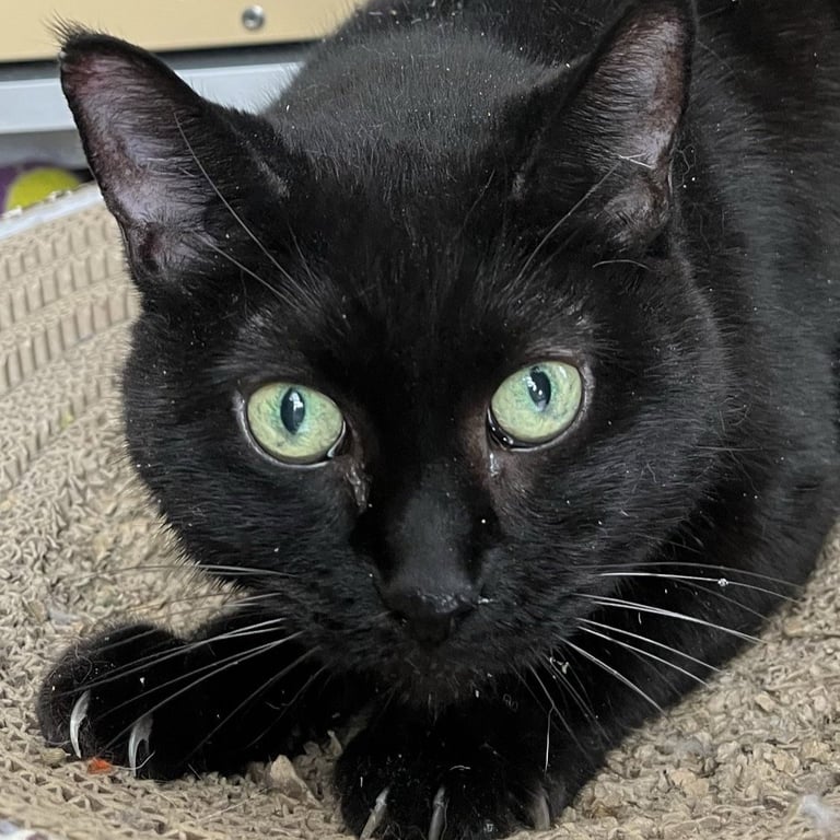 Princess - AC Kitty! Image