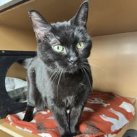 Princess - AC Kitty! - Photo 2