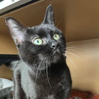 Princess - AC Kitty! - Photo 3