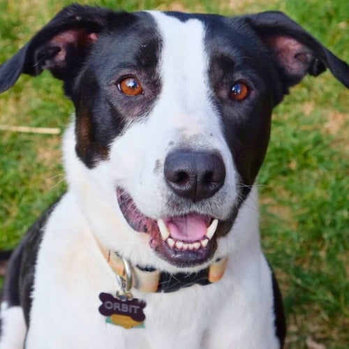 ORBIT - Border Collie / Pit Bull Terrier for adoption in Laramie