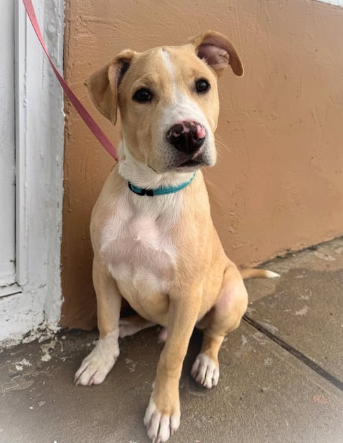 PUFFIN (FTF ONLY) - Unknown available for adoption