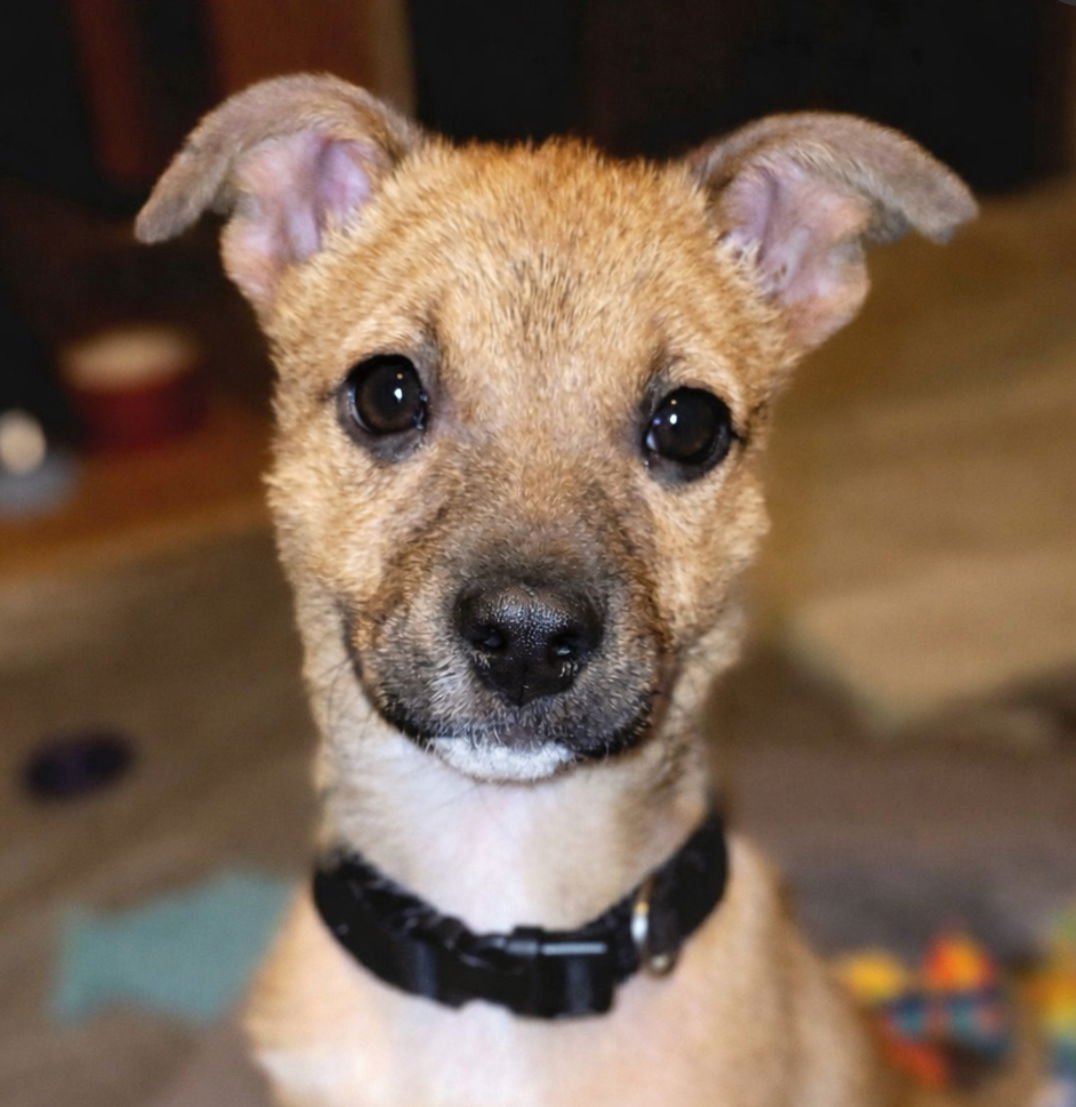 COPPER (FTF ONLY) - Unknown available for adoption