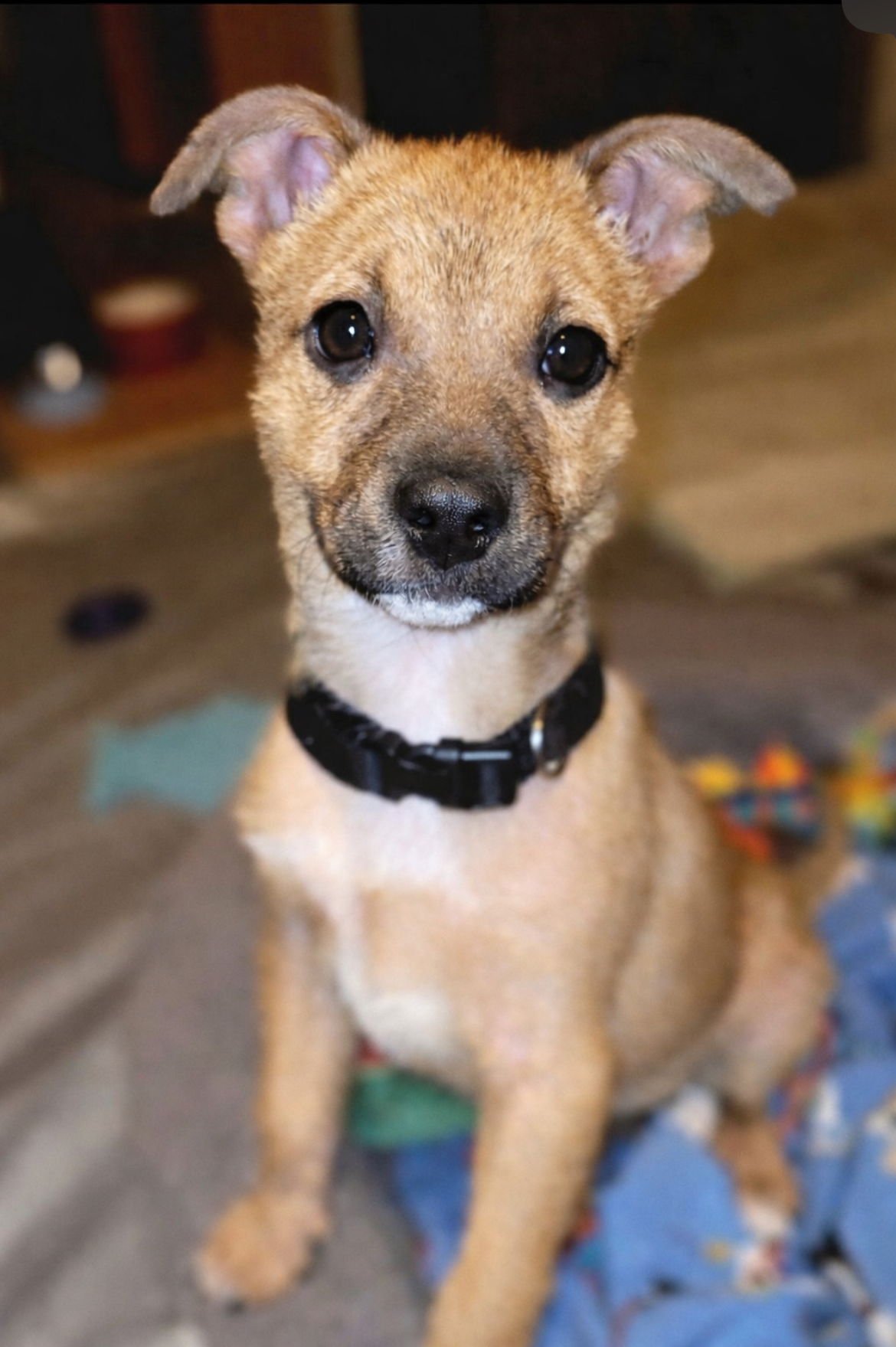 COPPER (FTF ONLY) - Unknown available for adoption