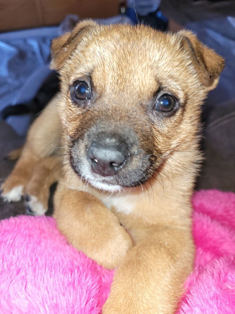 Copper (FTF Only) - Photo 3