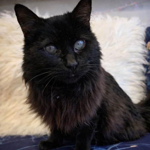 MATTIE - Domestic Long Hair for adoption in Laramie