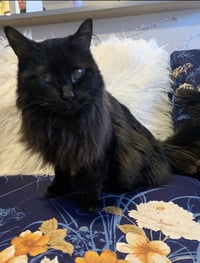 Mattie - Photo 8