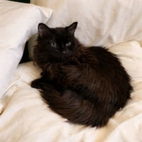 Mattie - Photo 3