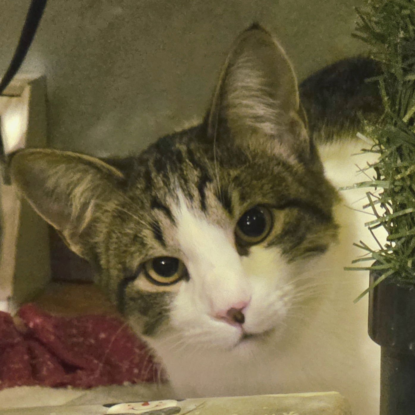 EVE - Domestic Short Hair available for adoption