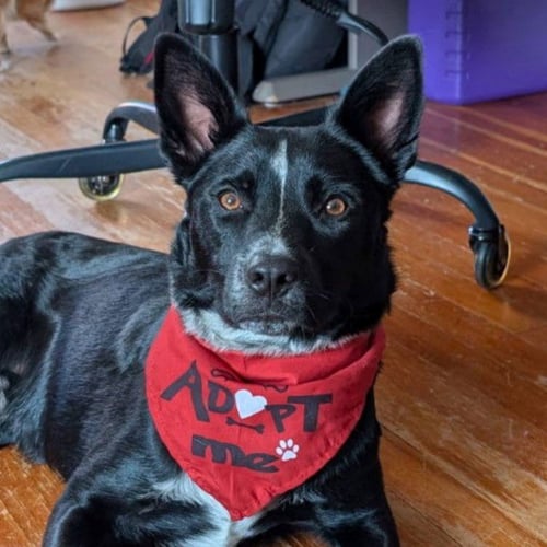 LUCKY DAY - Red Heeler for adoption in Laramie