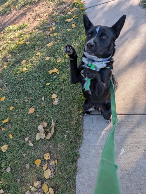 LUCKY DAY - Red Heeler available for adoption