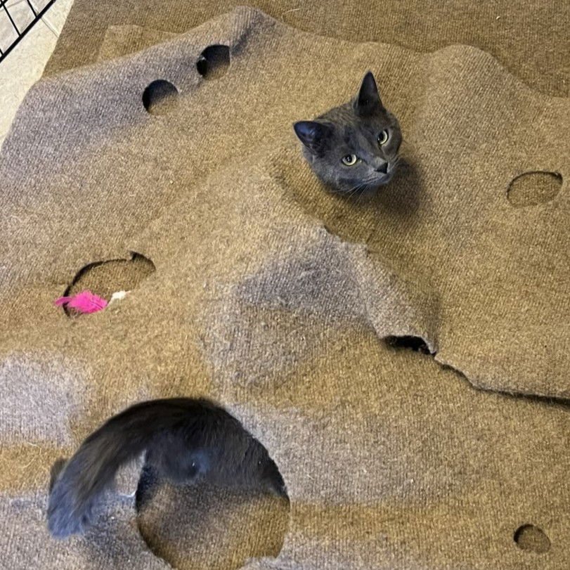 CHAMP - AC KITTY! - Domestic Short Hair available for adoption