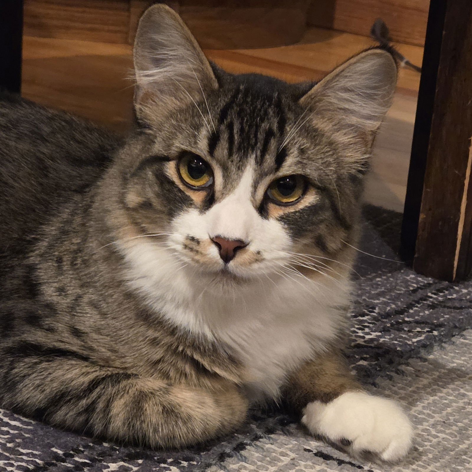 POE - Domestic Short Hair available for adoption