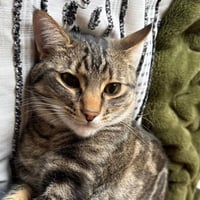 Poke`(FIV Positive) - Photo 1