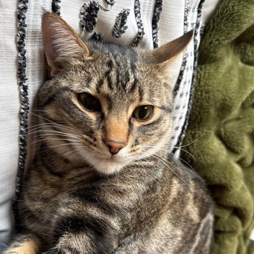 POKE`(FIV POSITIVE) - Domestic Short Hair for adoption in Laramie