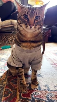 Poke`(FIV Positive) - Photo 8