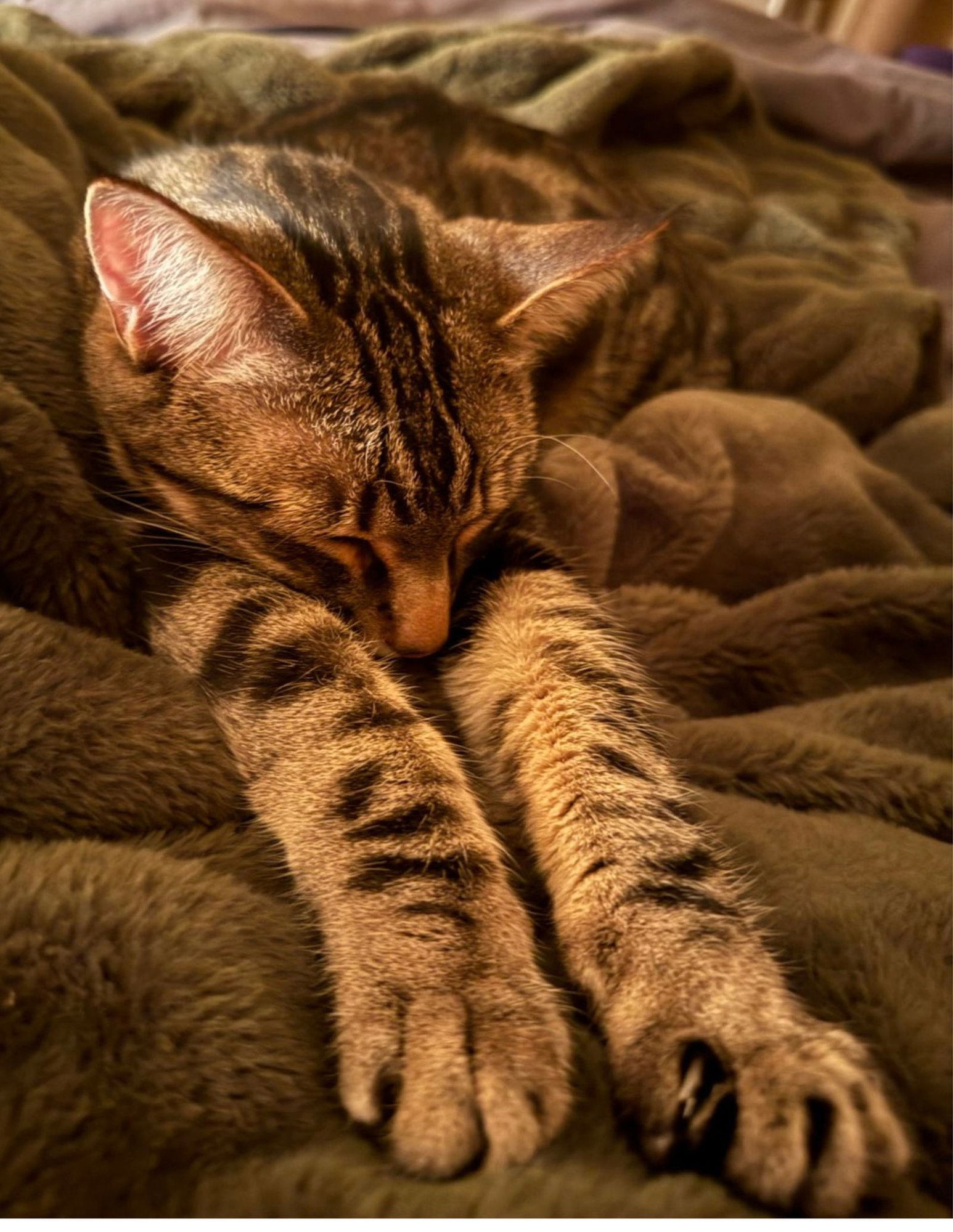 Poke`(FIV Positive) - Photo 3