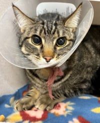 Poke`(FIV Positive) - Photo 13
