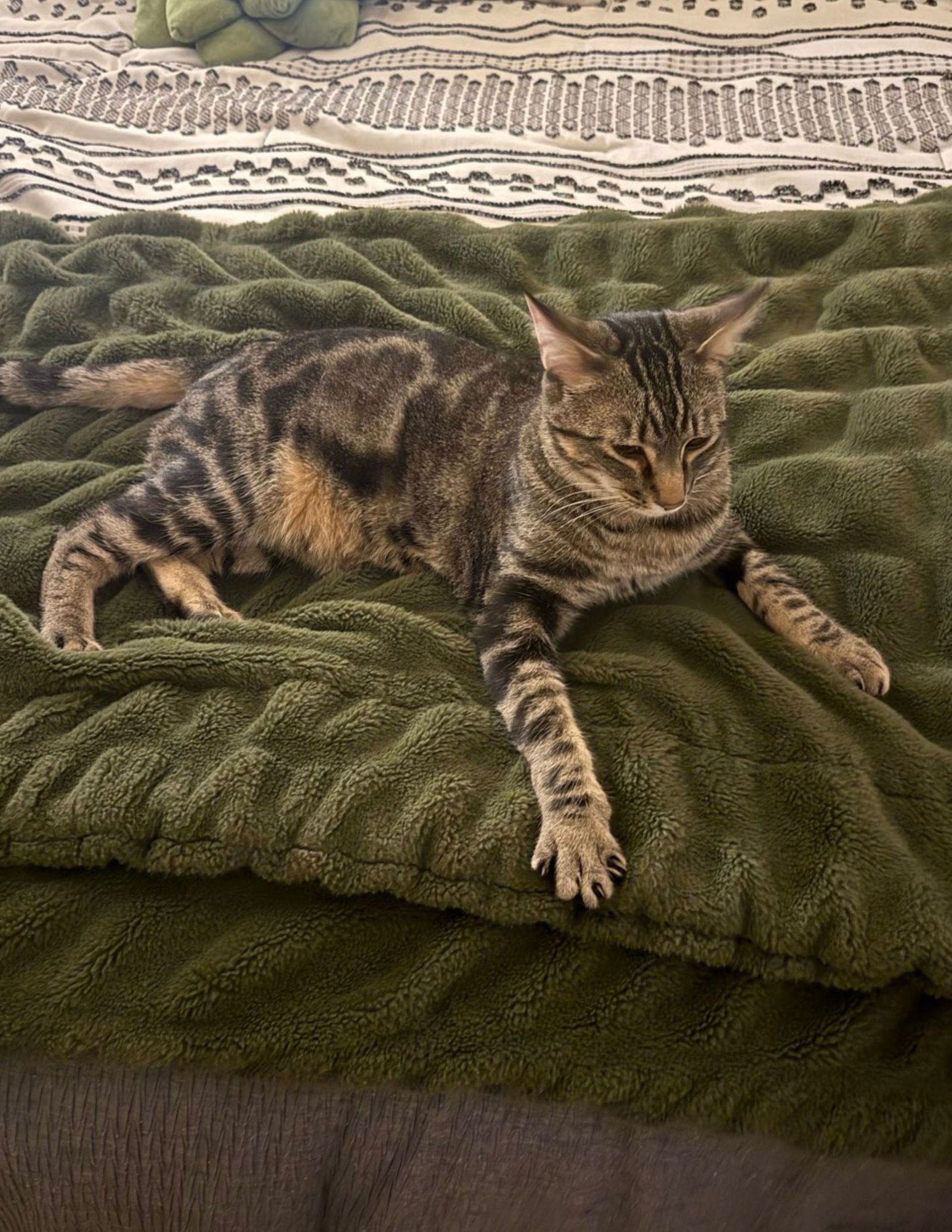 Poke`(FIV Positive) - Photo 4