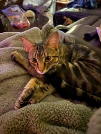 Poke`(FIV Positive) - Photo 12