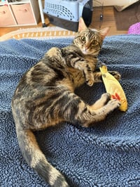 Poke`(FIV Positive) - Photo 2