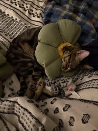 Poke`(FIV Positive) - Photo 10