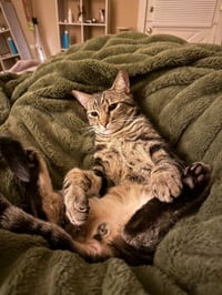 Poke`(FIV Positive) - Photo 9