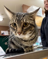Poke`(FIV Positive) - Photo 11