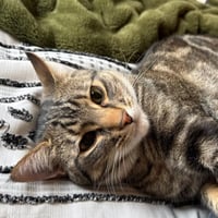 Poke`(FIV Positive) - Photo 5