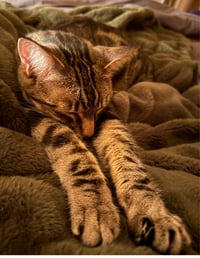 Poke`(FIV Positive) - Photo 4