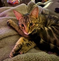 Poke`(FIV Positive) - Photo 7