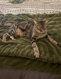 Poke`(FIV Positive) - Photo 6