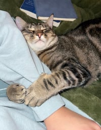 Poke`(FIV Positive) - Photo 3