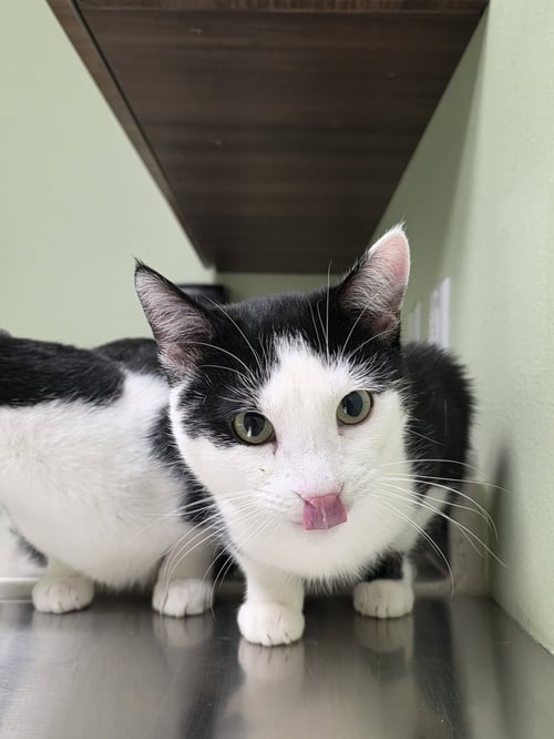 RON - Domestic Short Hair available for adoption