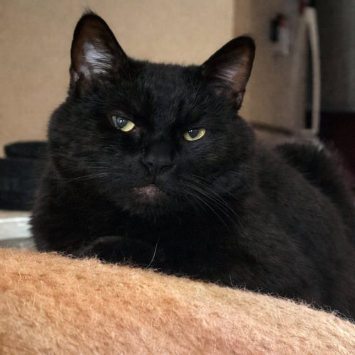 RYDER - Domestic Short Hair available for adoption