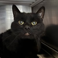 Ryder - Photo 4