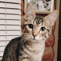Mr. Bingley - AC Kitty! - Photo 2