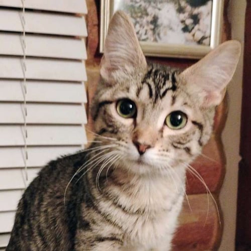MR. BINGLEY - AC KITTY! - Domestic Short Hair available for adoption