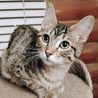 Mr. Bingley - AC Kitty! - Photo 1