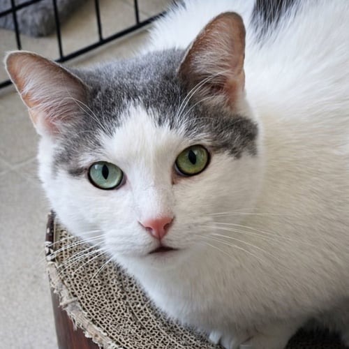 COMET - Domestic Short Hair for adoption in Laramie