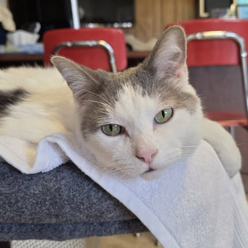 COMET - Domestic Short Hair available for adoption