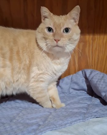 BOB - Siamese available for adoption