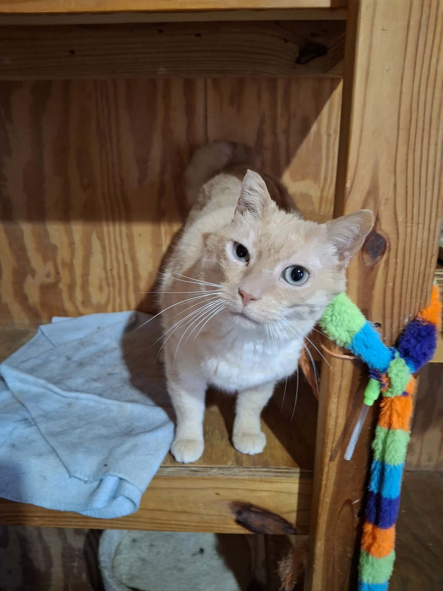 BOB - Siamese available for adoption