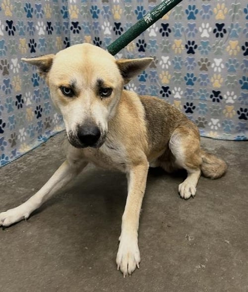 PABLO - Husky / German Shepherd Dog available for adoption