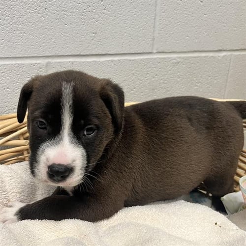 ZIAS - Australian Kelpie available for adoption