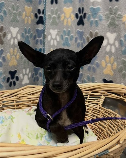 KAREN - Chihuahua available for adoption