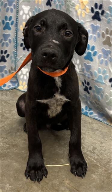 JAVA - Labrador Retriever available for adoption